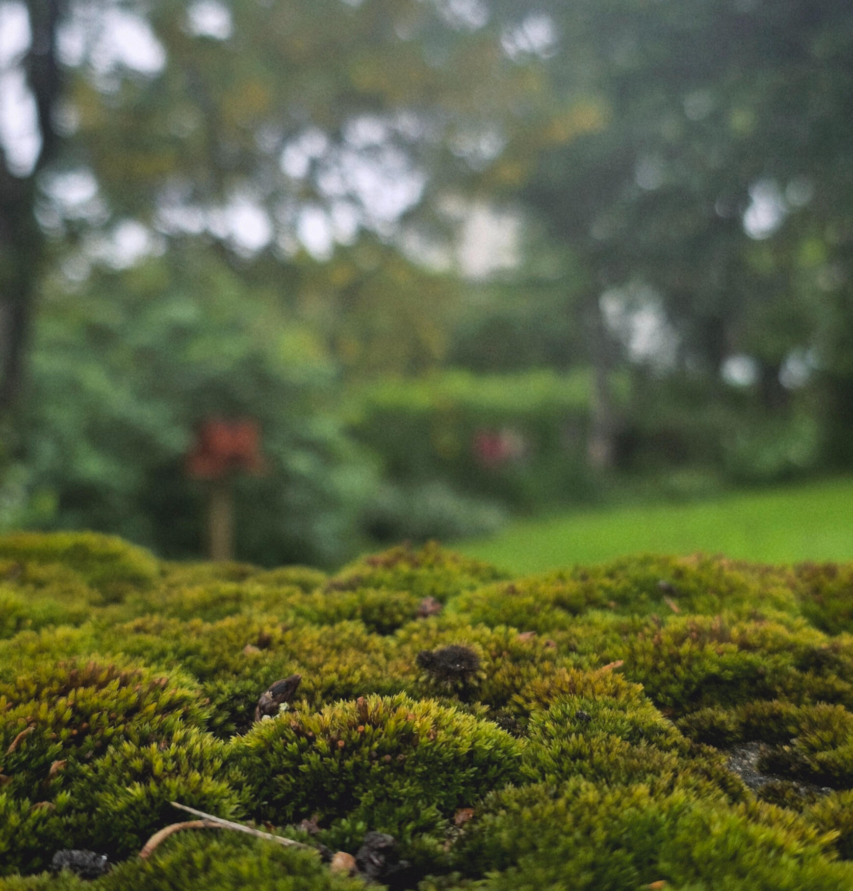 Image of moss in Iceland