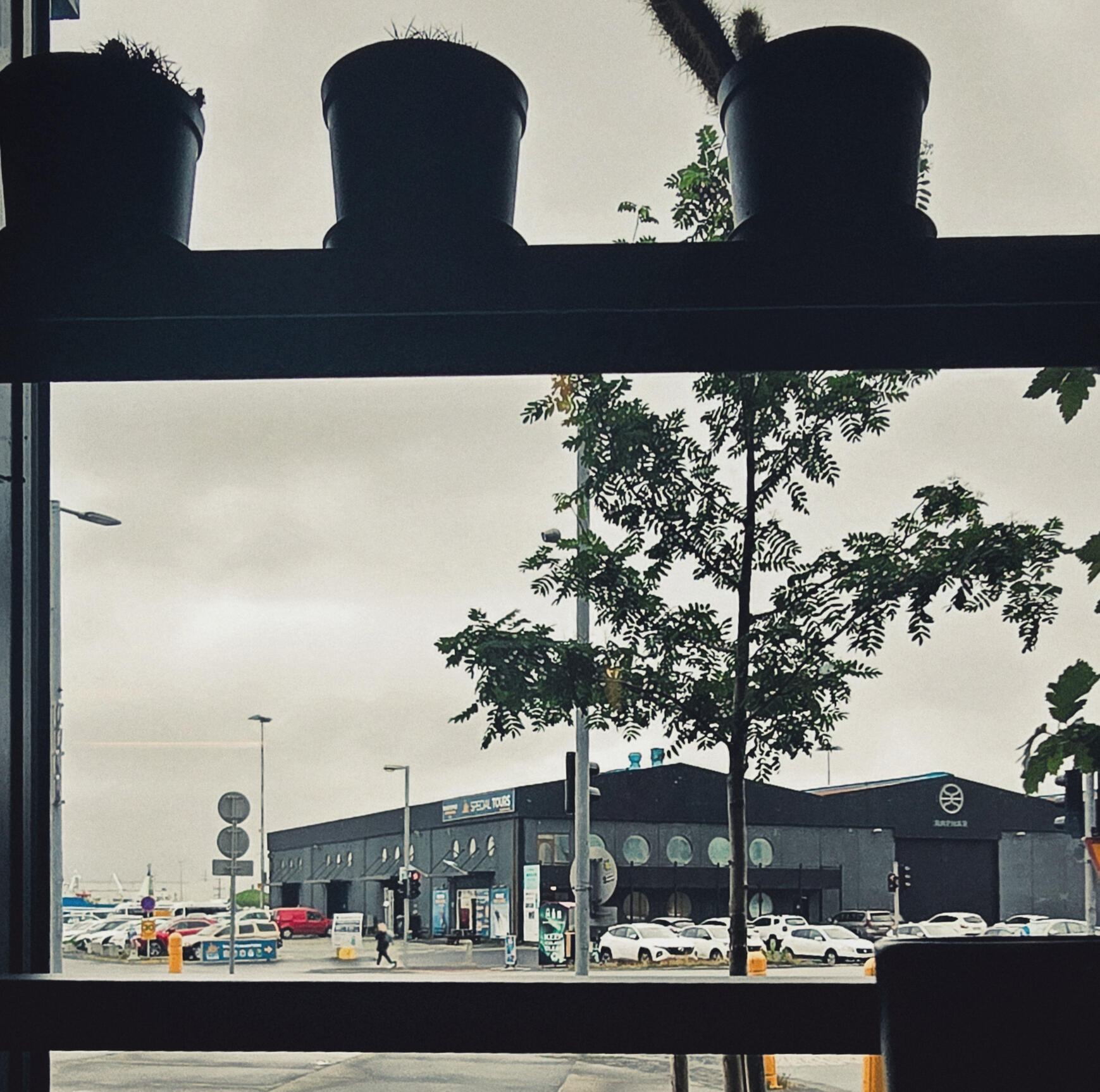 Image of moss in Iceland